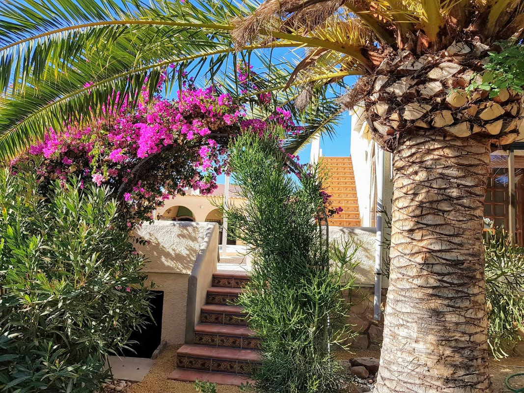 Garden with bougainvillea in bloom